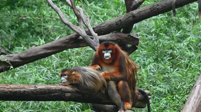 Two golden snub-nosed monkeys rest on a thick log. One gently grooms the back of the other