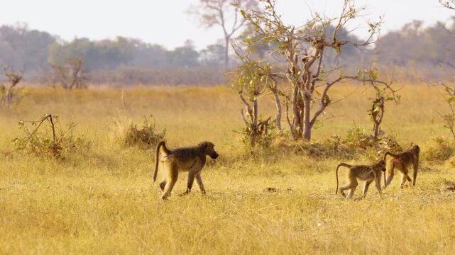 Three African Baboons (Papio hamadryas) trek through the lush grass of the Botswana savannah, their agile bodies moving in unison as they make their way towards the shade of nearby trees. 