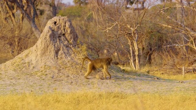 A majestic male African Baboon (Papio hamadryas) strides confidently in front of a termite mound, set against the vibrant backdrop of the Botswana savannah. 