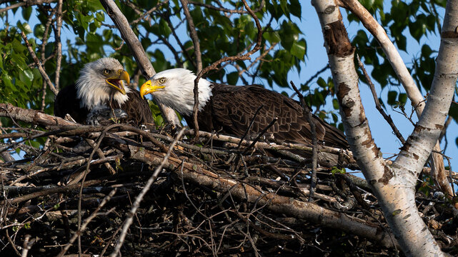 bald eagles in the nest