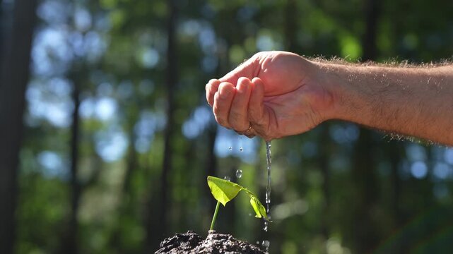 Hand watering plant sustainable agriculture. Hand watering plant eco care concept. Farmer hand watering crop seedling. Plant moisture absorption. Hand watering plant environmental protection.