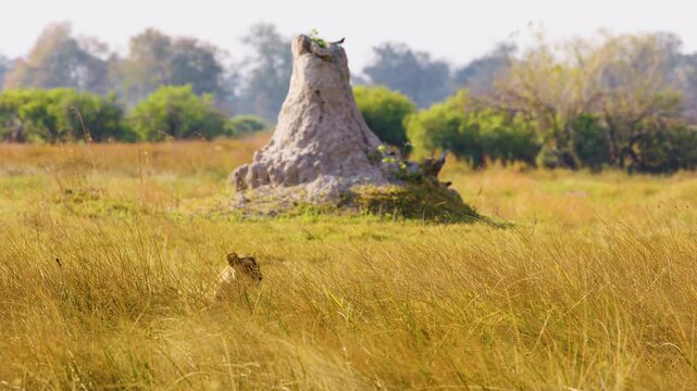 "A stealthy lion (Panthera leo) lies hidden in the tall grass, camouflaged and patient, near a large termite mound in the Botswana savannah. Its eyes fixed intently on potential prey, the lion waits f