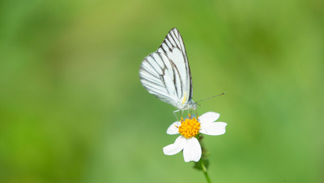 Macro profile of a Striped Albatross butterfly feeding on a white wildflower.