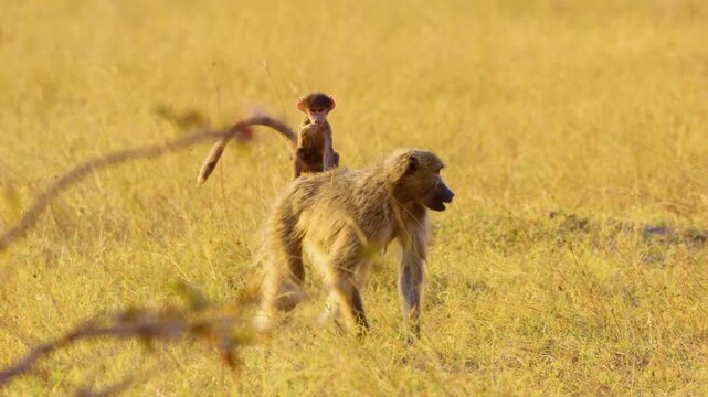 Chacma Baboon (Papio hamadryas) forages in the lush savannah grass, its agile hands searching for food. A tiny infant clings to its back. 