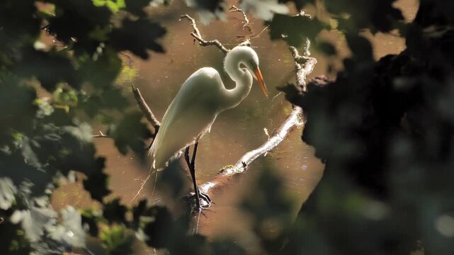 Great Egret (Ardea alba) in the thicket on the river bank