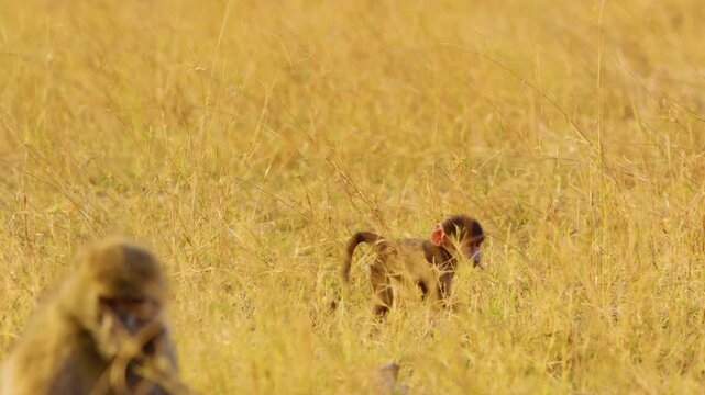 Adorable African baby baboon (Papio hamadryas) sits in the vibrant yellow grass of the Okavango Delta's Moremi Game Reserve. Its tiny hands grasp the food as it eats with relish.