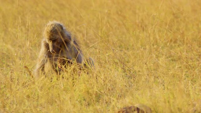 Adorable baby baboon (Papio hamadryas) runs through the vibrant yellow grasses of Botswana, its tiny legs moving swiftly as it runs towards its mother. 