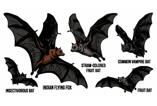 Detailed Colorful Labeled Vector Illustration Set of Flying Fox Fruit Bat Vampire Bat and Insectivorous Bat Species