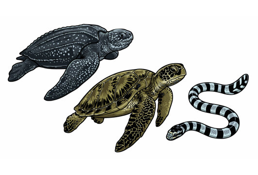 Detailed Colorful Vector Illustration of Leatherback Sea Turtle Green Sea Turtle and Banded Sea Snake Marine Reptile Set