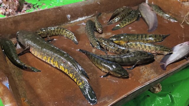 Live snakehead fish displayed in a metal tray at a traditional Indian street market. Ideal for culinary, travel, and cultural documentaries.
