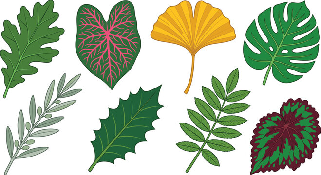 Tropical and Forest Botanical Leaf Vector Icon Set Featuring Monstera Ginkgo Biloba Oak Caladium Holly Olive Branch and Begonia Foliage for Organic Designs