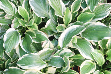 Hosta, plantain lilies leaf plant on pot in farm © CMYK MAKER
