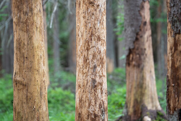 Fototapeta premium Signs of bark beetle activity on dead fir trunk with insect galleries and wood damage in forest. Beetle attack on conifer, insect patterns on stripped wood, spruce mortality from bark beetle closeup