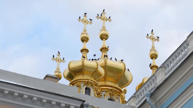 Large gathering of hooded crows on domes of church in town, wild birds fly over roof and sitting on crosses preparing for night rest, ornithology and birdwatching, behavior of corvids in urban city.