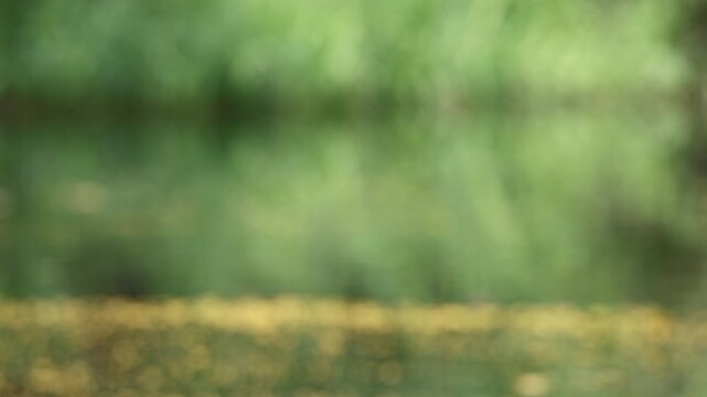abstract blur and defocused, natural green bokeh background, concept of plant in forest or garden, wallpaper, template for presentation, round bokeh, forest or garden with water surface in nature