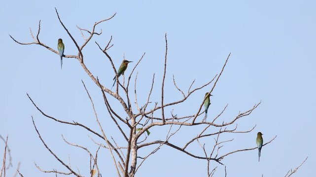 Blue-tailed Bee-eater, Merops philippinus, perching on tree branch in nature, richly coloured, slender bird, green overall, blue tail, thin black mask and brown throat, habitats close to water