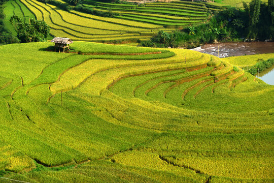 Terraced Rice Fields in Sunlight: Lush green rice paddies sculpted into rolling hills, showcasing the beauty of agricultural landscape and traditional farming.