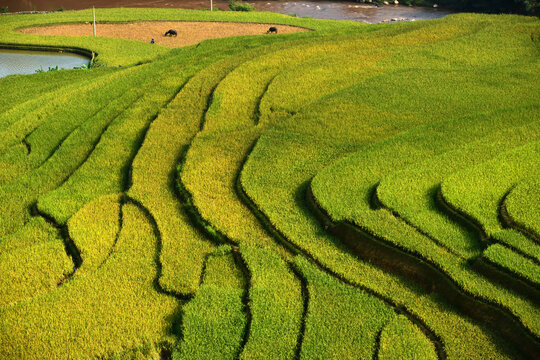 Terraced Rice Fields: Lush green rice paddies cascade down rolling hills, showcasing the beauty of agricultural terraces under the golden sunlight.