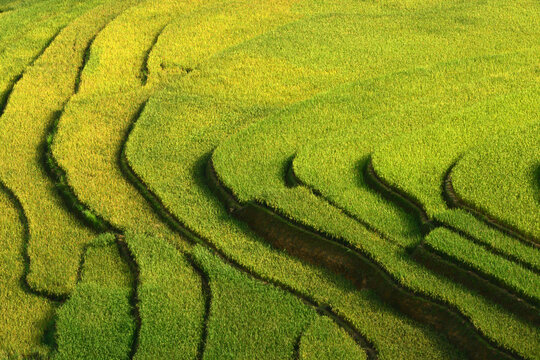 Vast Rice Terraces in Sunlight: Lush green rice terraces, sculpted by nature and human effort, cascade down a hillside, shimmering under the bright sun.