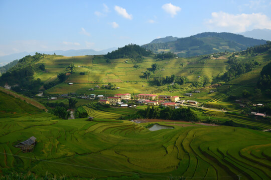 Terraced Rice Fields in Verdant Hills: A breathtaking panorama of vibrant green terraced rice fields cascades down rolling hills.