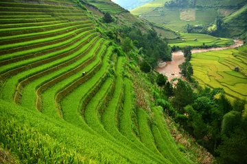 Emerald Terraces: Lush, vibrant green rice terraces cascade down a hillside, following the contours of the land and leading the eye towards a meandering river and distant, verdant fields. © JKLoma