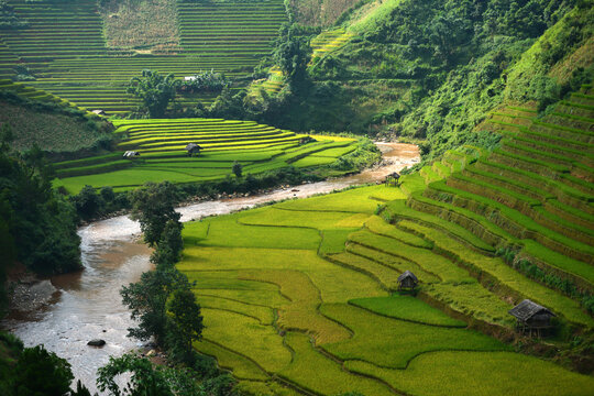 Lush Rice Terraces: A breathtaking view of vibrant green rice terraces cascading down a mountainside, bisected by a winding river, with traditional huts nestled within the landscape.