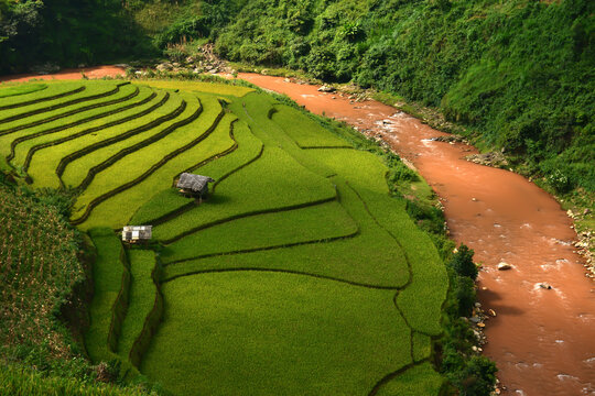 Terraced Rice Fields by a River: Verdant, stepped rice paddies cascade down a hillside, bordered by a muddy brown river and lush green forest. Small huts dot the landscape.