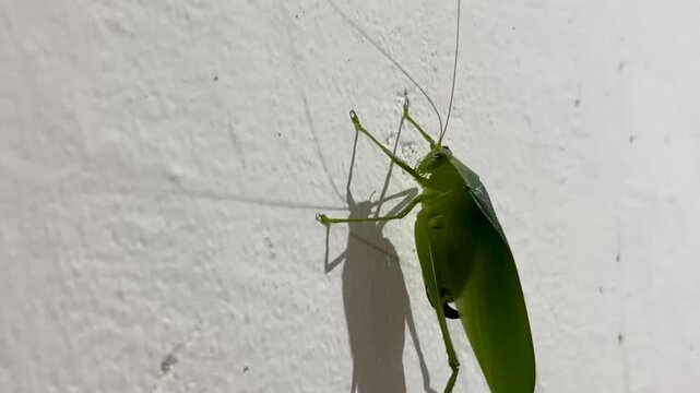 Green grasshopper perched motionless on rustic textured wall, close up macro nature photography showing fine insect detail