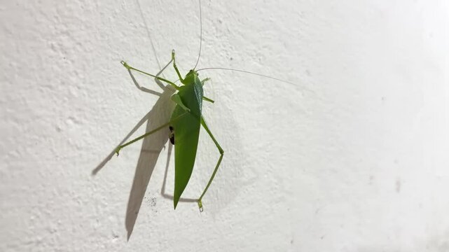 Detailed macro shot of tropical green grasshopper clinging to concrete wall surface, vivid insect texture and camouflage pattern