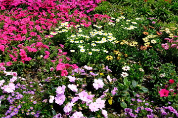 Obraz premium Colorful garden flower bed in bloom