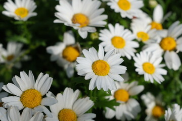 Obraz premium White daisies in a green garden