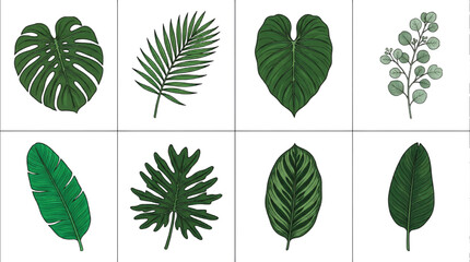 Tropical leaf vector collection, set of 8 hand drawn exotic green leaves, botanical monstera and palm foliage illustrations for summer design © Muhammad
