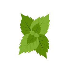 Mint leaf vector illustration. Fresh mint leaf illustration. Vector mint leaf with a distinctive aroma. Flat design of mint leaves © Rsi_Design