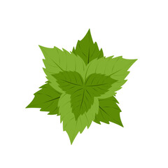 Mint leaf vector illustration. Fresh mint leaf illustration. Vector mint leaf with a distinctive aroma. Flat design of mint leaves © Rsi_Design