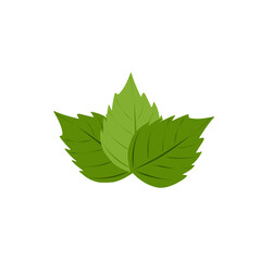 Mint leaf vector illustration. Fresh mint leaf illustration. Vector mint leaf with a distinctive aroma. Flat design of mint leaves © Rsi_Design