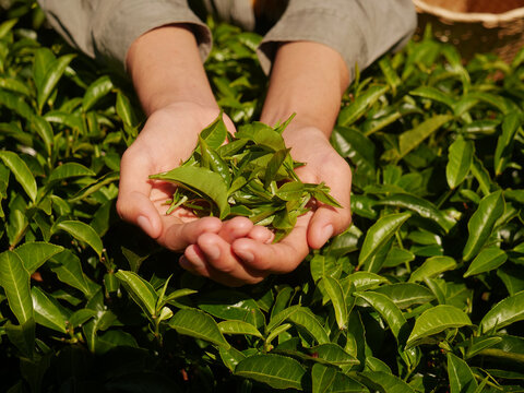 Hands harvest Green tea tree leaves field Fresh young tender herbal in farm. Farmer basket Green tea tree plant camellia sinensis organic farm. Close up hands picking Tree tea plantations mountain
