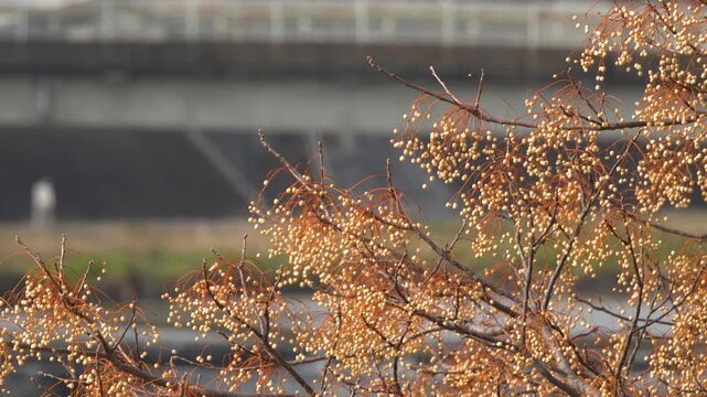 Winter Tree with Yellow Berries Overlooking a River Bridge in Kyoto