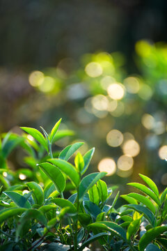 Vertical Tree tea plant green nature farmland. Sunlight Green tea tree camellia sinensis in organic farm. Vertical Close up Fresh Tree tea mountain green nature herbal farm. Organic farm tender bud