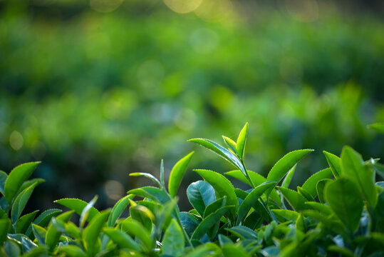 Woman work Black Tea farm harvest. Man Hand holding harvest plucking black green tea herbal agriculture. hand harvest green tea tree picking bud young tender camellia sinensis leaves organic farm