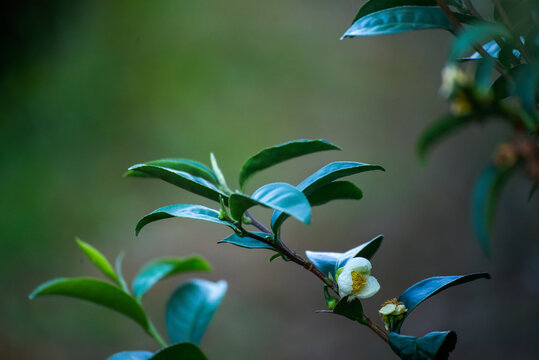 Green tea tree leaves camellia sinensis in organic farm sunlight. Fresh young tender bud herbal farm on summer morning. Sunlight Green tea tree plant. Close up Tree tea plant green nature in morning