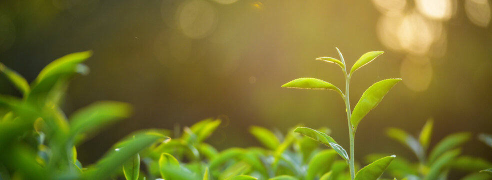 Banner Green tea tree field sunlight garden agriculture. Panorama Fresh young tender bud herbal farm in morning. Banner Green tea tree leaves camellia sinensis herb with copy space