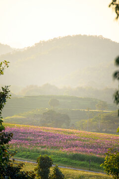 Vertical tea organic Green tree in farm. Green tea tree Flower fresh leaves in eco herbal farm. Vertical Flower black tea tree herbal natural garden farmland. Vertical plant nature farmland