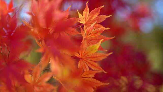 Autumn leaves form warm background. Autumn colors define seasonal nature. Soft autumn foliage appears close. Red autumn maple fills frame. Maple leaves create natural texture. Maple foliage.