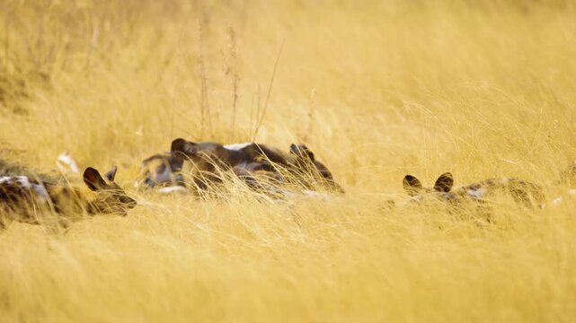 Footage of a pack of wild dogs (Lycaon pictus) in greater kruger.