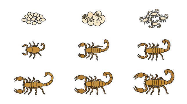 Scorpion Life Cycle and Metamorphosis Stages Vector Illustration