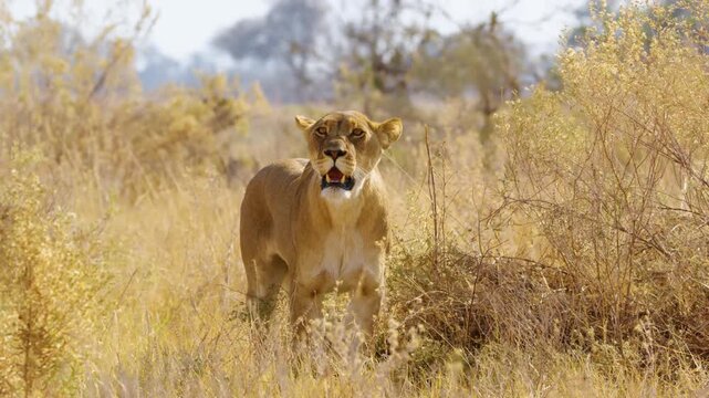 Female lion in high grass Krueger national park South Africa Africa.