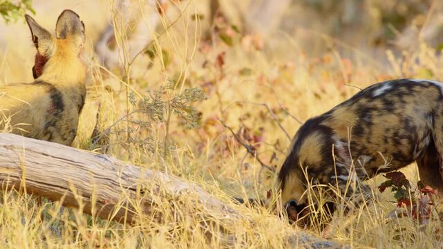 African Wild Dogs feast on their freshly caught prey in the Okavango Delta. Their faces and heads are painted red with blood as they devour the meat, showcasing their fierce and wild nature. 