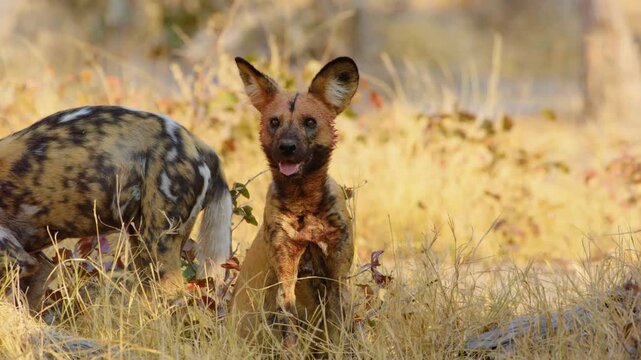 African Wild Dogs devour their prey in the Okavango Delta's Moremi Game Reserve. The pack feasts together, their faces and fur smeared with blood, showcasing their efficient hunting prowess. 