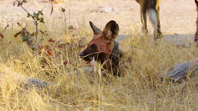 African Wild Dog with tracking collar feeds on fresh prey in Moremi Game Reserve. Blood smears its face as it savors the meat, highlighting the raw beauty of wild predation. 