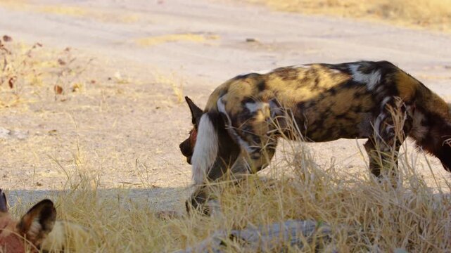 African Wild Dog with tracking collar feeds on fresh prey in Moremi Game Reserve. Blood smears its face as it savors the meat, highlighting the raw beauty of wild predation. 
